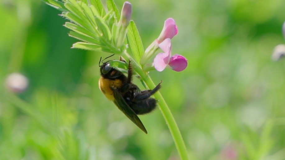 すべてのいのちにありがとう