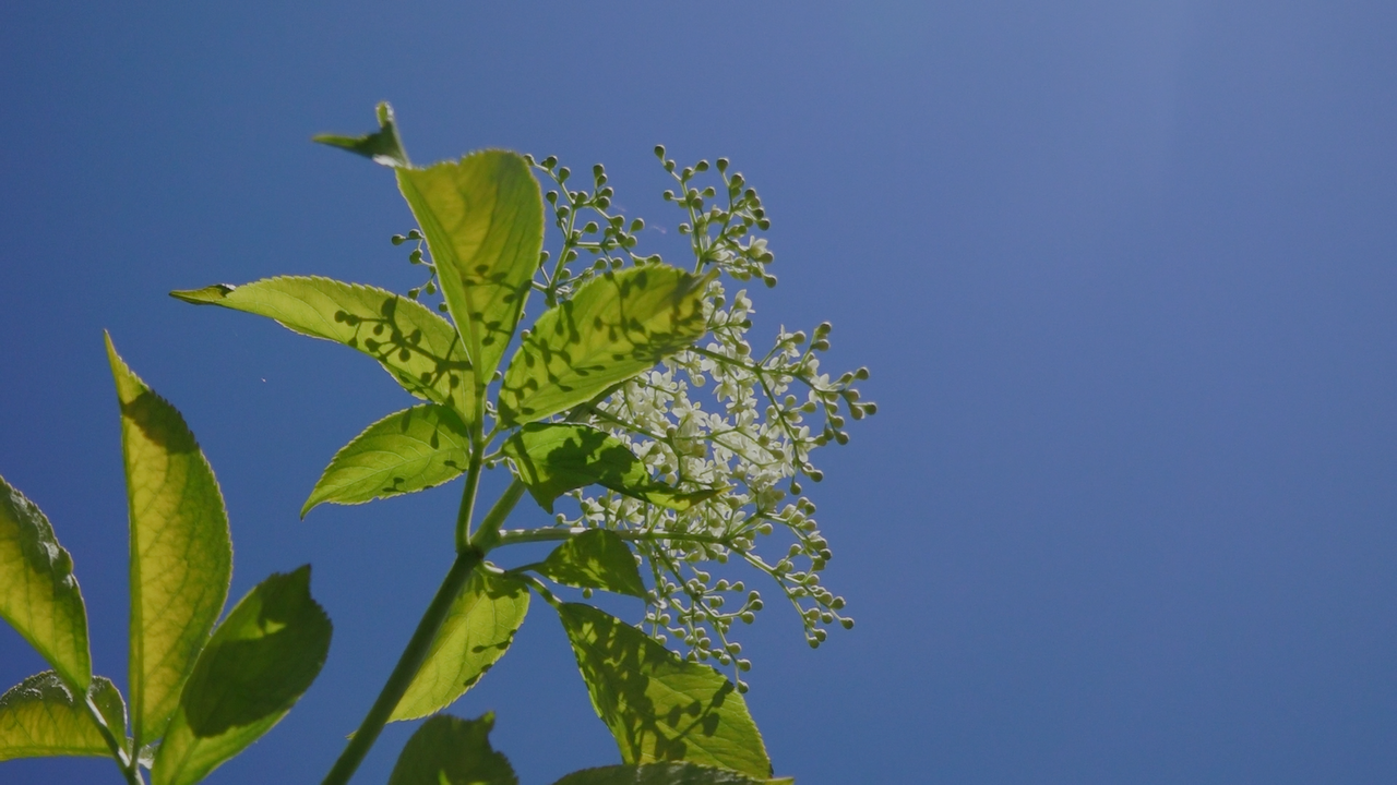 ドキュメンタリー映画　大地が教えてくれたこと～我を光とし豊穣とつながって生きる～　映画を通して